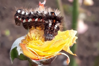 Knot moth caterpillar by Hilary Chatterton