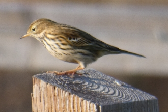 Meadow pipit by Derek Moore 1