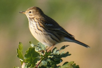 Meadow pipit by Derek Moore 2