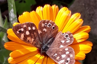 Speckled wood butterfly