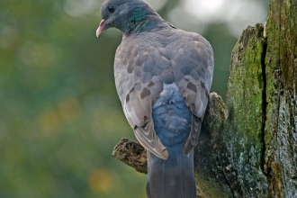 Stock dove by Bob Coyle