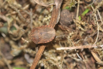 Tortoise shieldbug, Eurygaster testudinaria by Kieron Huston