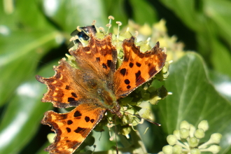 Comma butterfly by Derrick Hawkins