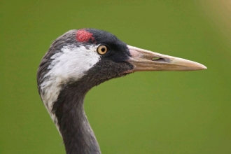 Common crane by Neil Aldridge