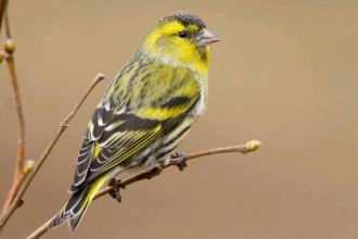 Siskin by Tom Marshall