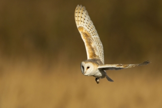 Barn owl (c)  DANNY GREEN 2020 VISION