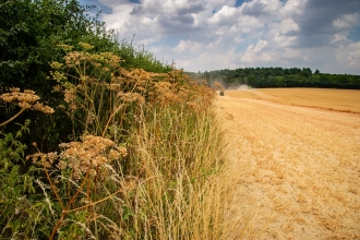 Guy Tucker field margin (c) Matthew Roberts