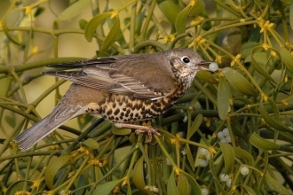 Mistle thrush eating mistletoe, Robinson Wyre