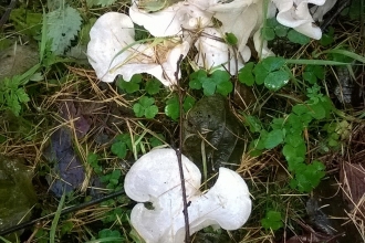 Angel's fungus by Julia Gow