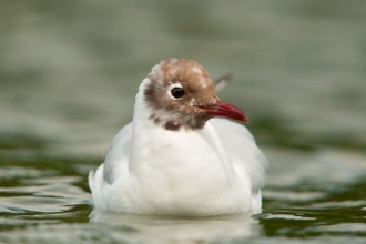 Black-headed gull