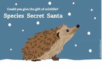 Hedgehog illustration, Rachel Hudson 