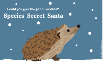 Hedgehog illustration, Rachel Hudson