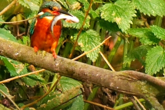 Kingfisher by Andy Jamieson