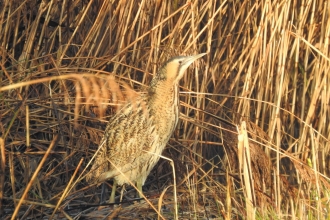 Bittern by Ian Preston