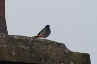 Black Redstart in Ashford in the Water