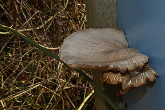 Bracket fungi