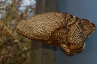 Bracket fungi