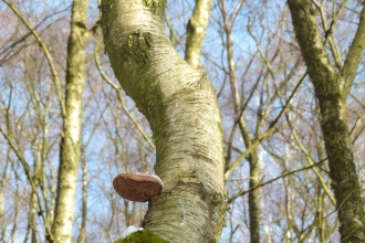 Bracket Fungus by Jack Flat