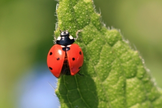 seven spot ladybird