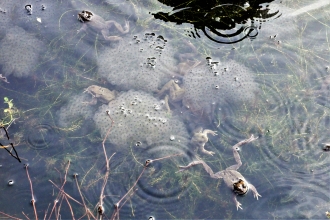 Frogspawn at Somercotes