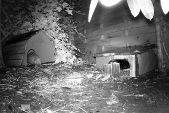 Hedgehog in Somercotes