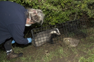 Day 12 Debbie vaccinates the badger