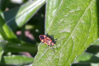 Hempitera Heteroptera in Chapel-en-le-Frith