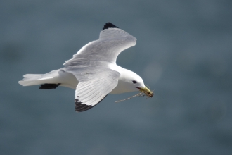 Kittiwake by James Rogerson