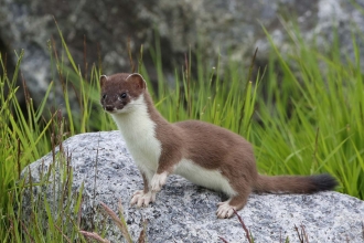 Stoat