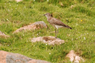 Whimbrel by Bob Coyle