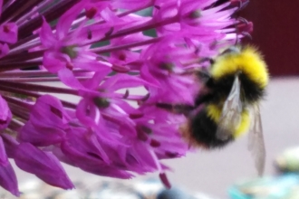 Bee on flower