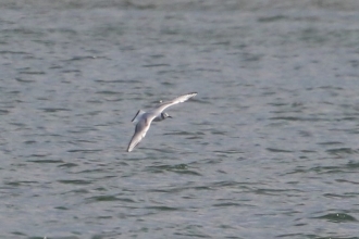Bonapartes gull Carr Vale