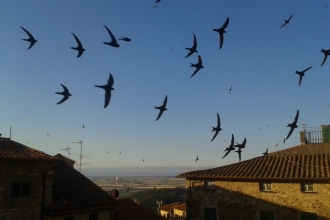 Swifts over rooftops