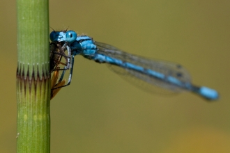 Common Blue Damselfly