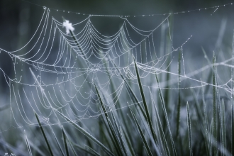 Spiders Web on Frosted Grass