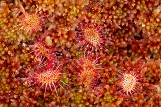 round leaved sundew