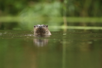 Otter in river