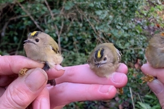 bird ringing dec 19