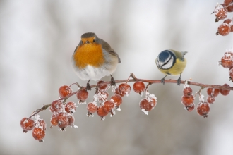 robin and blue tit winter