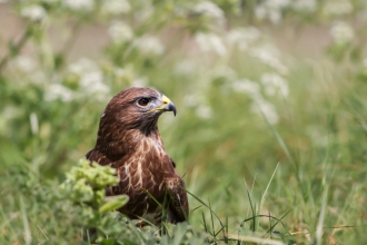 Buzzard