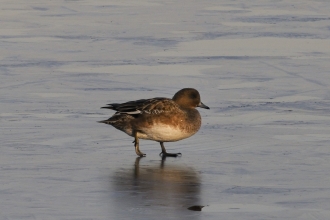 Wigeon female