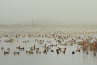 Wigeon flock