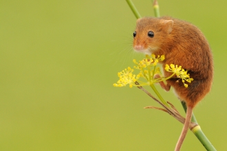 spring harvest dormouse