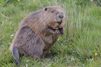 Beaver