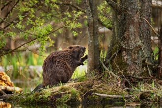 beaver