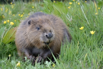 beaver