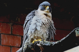 peregrine falcon