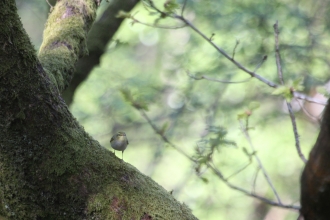 Birds in Dark Peak