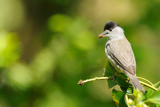 Blackcap