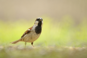 House sparrow